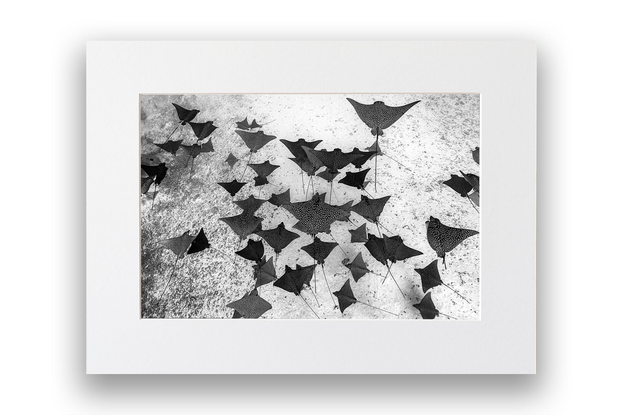 Spotted Eagle Ray Fever Monochrome
