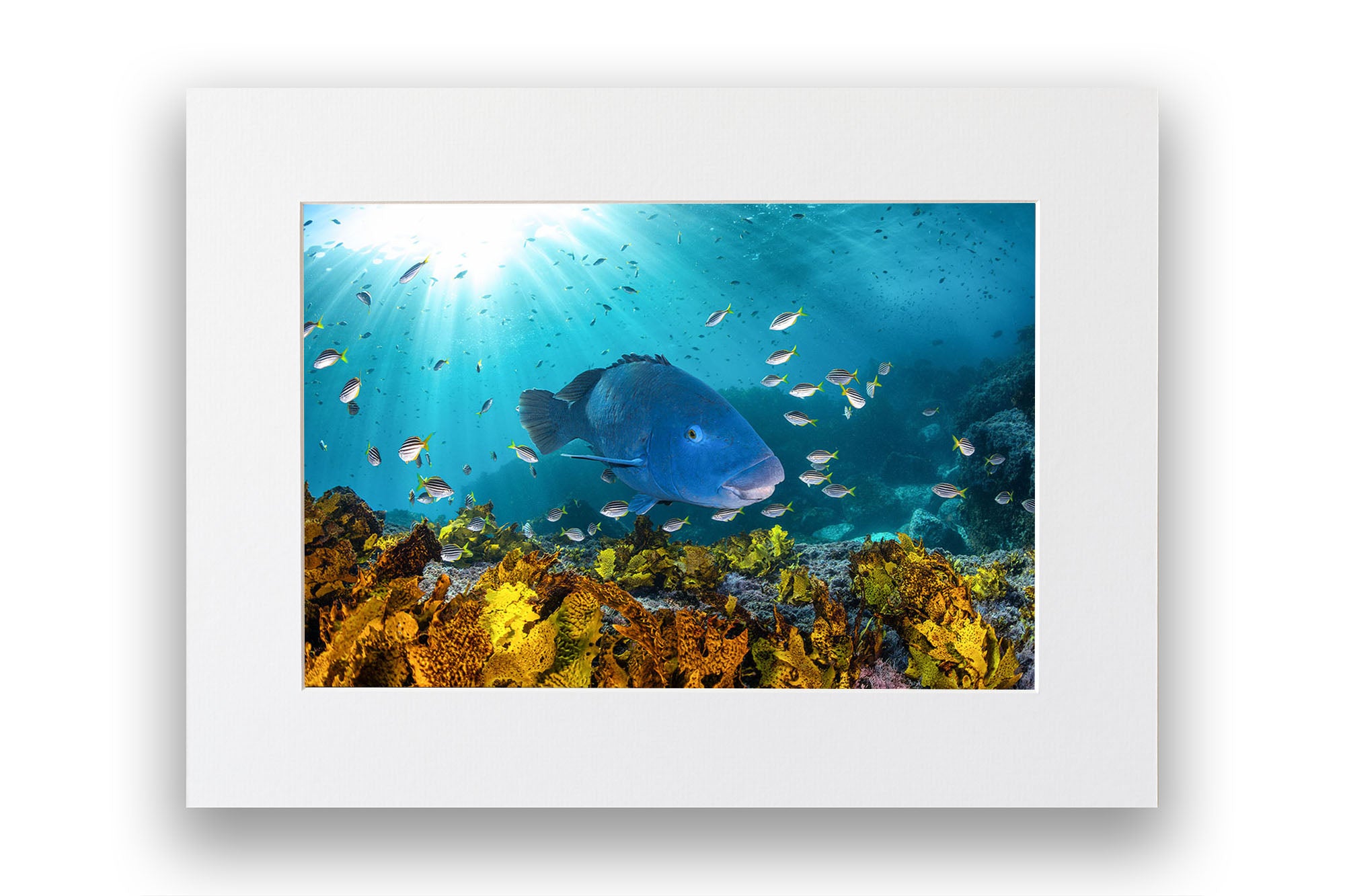 Blue Groper | Great Southern Reef | Jervis Bay