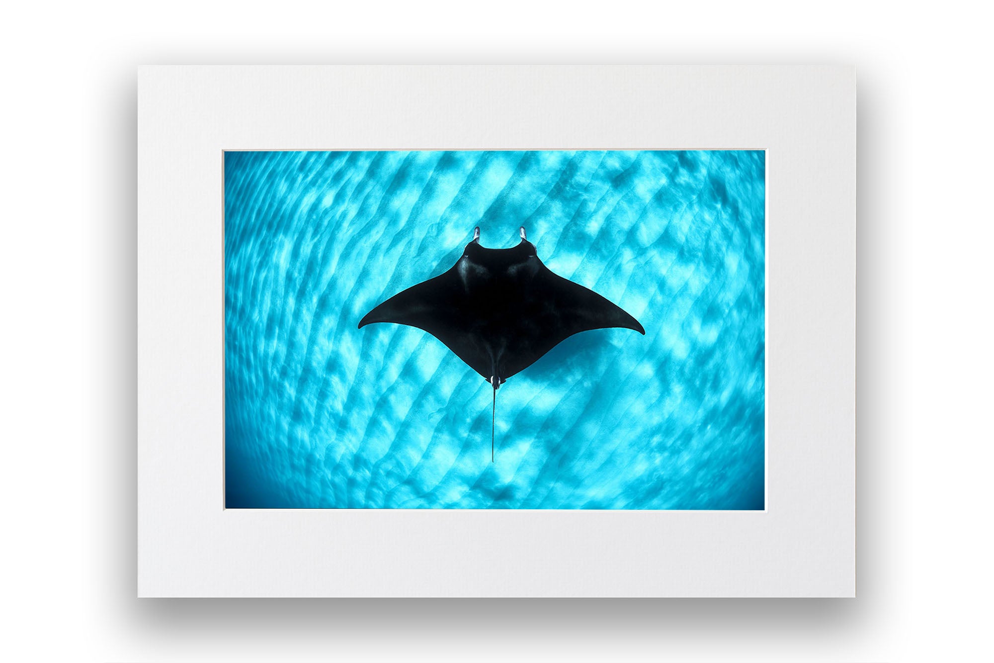 Manta Ray Coral Bay | Ningaloo Reef
