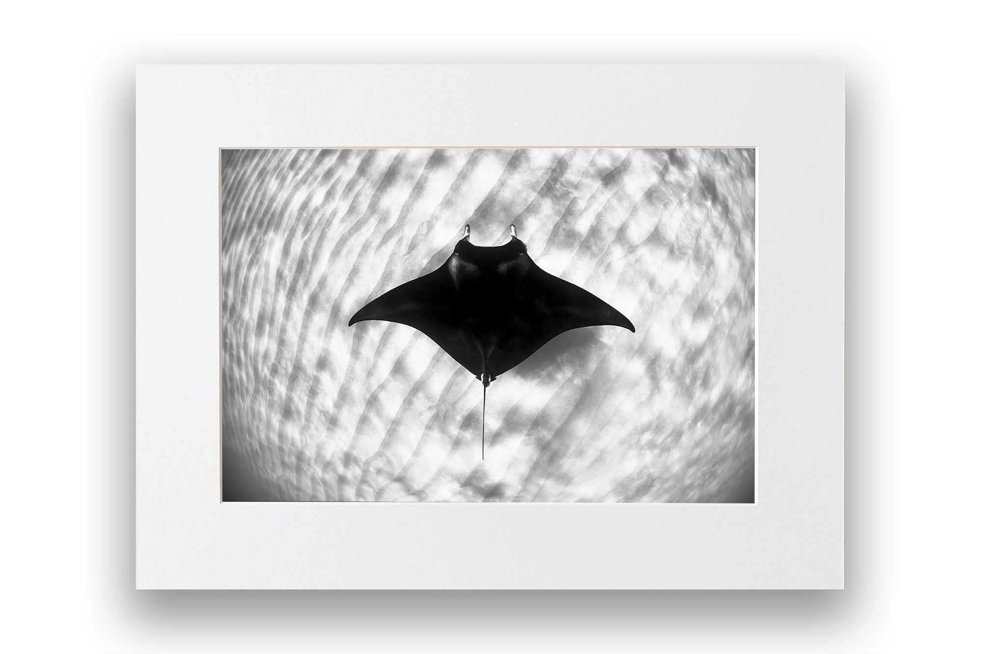 Manta Ray Coral Bay Ningaloo Reef | Monochrome