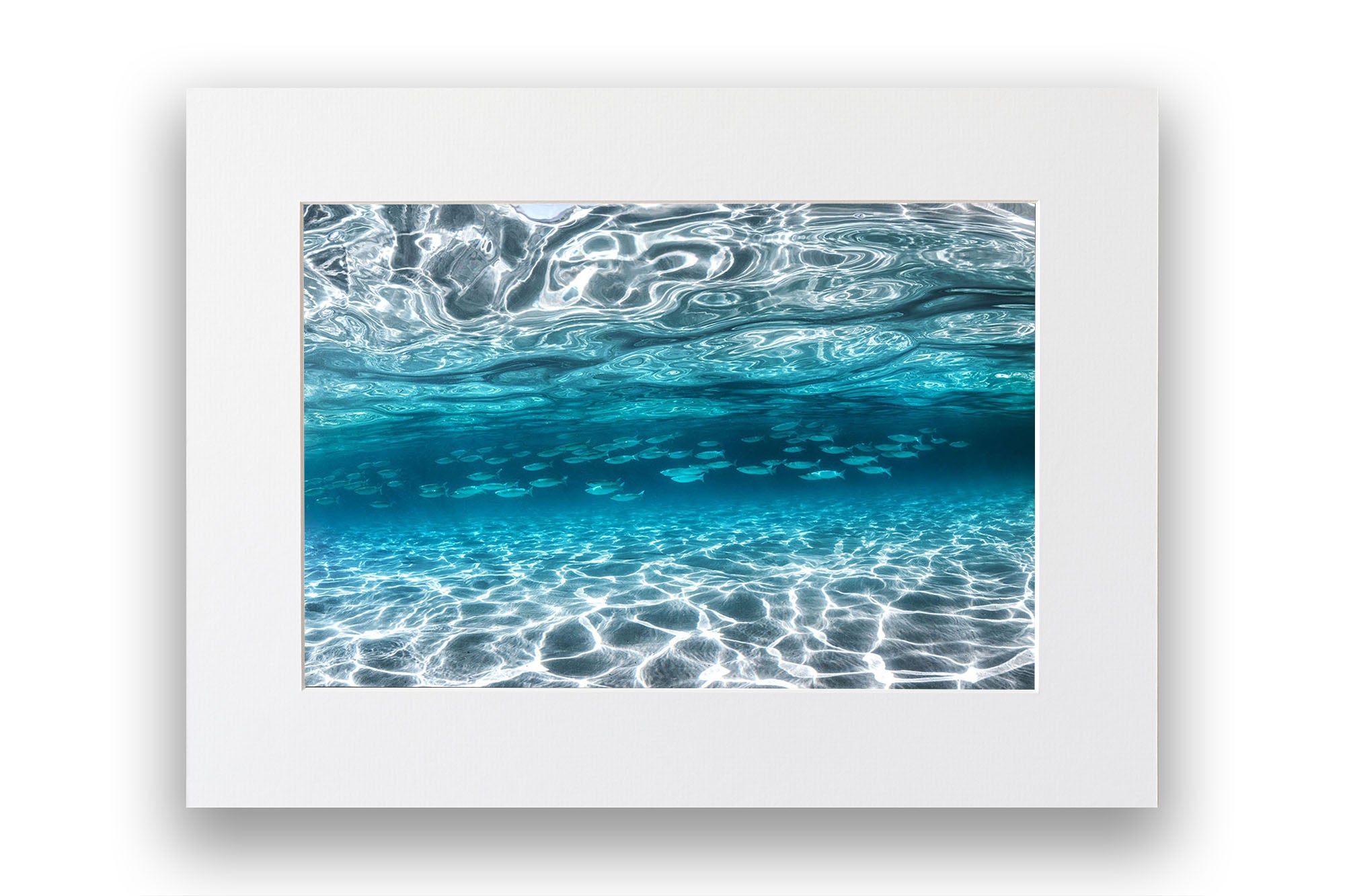 School of Fish Clarity | Jervis Bay