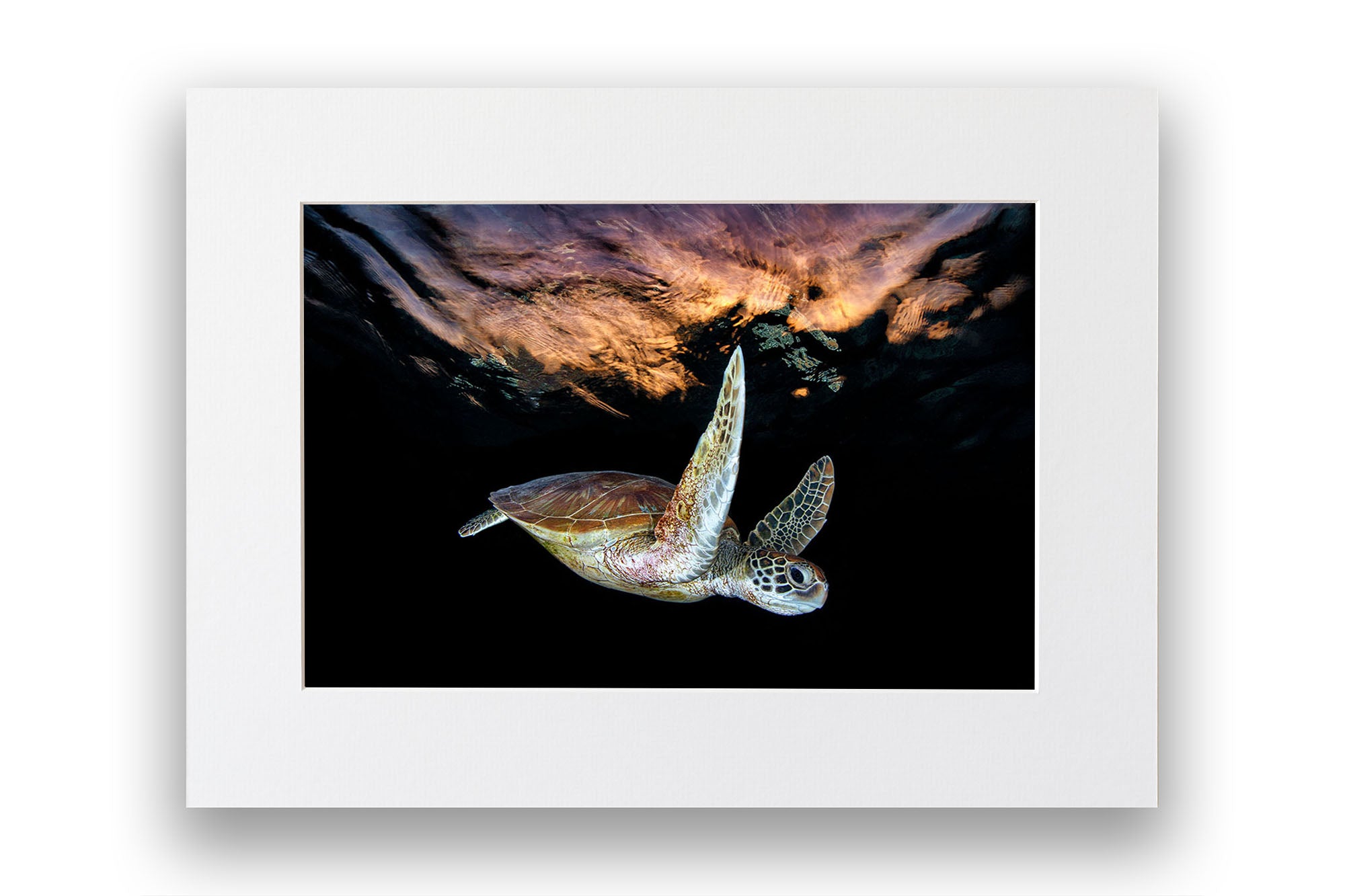 Turtle Sunset Tranquility | Great Barrier Reef