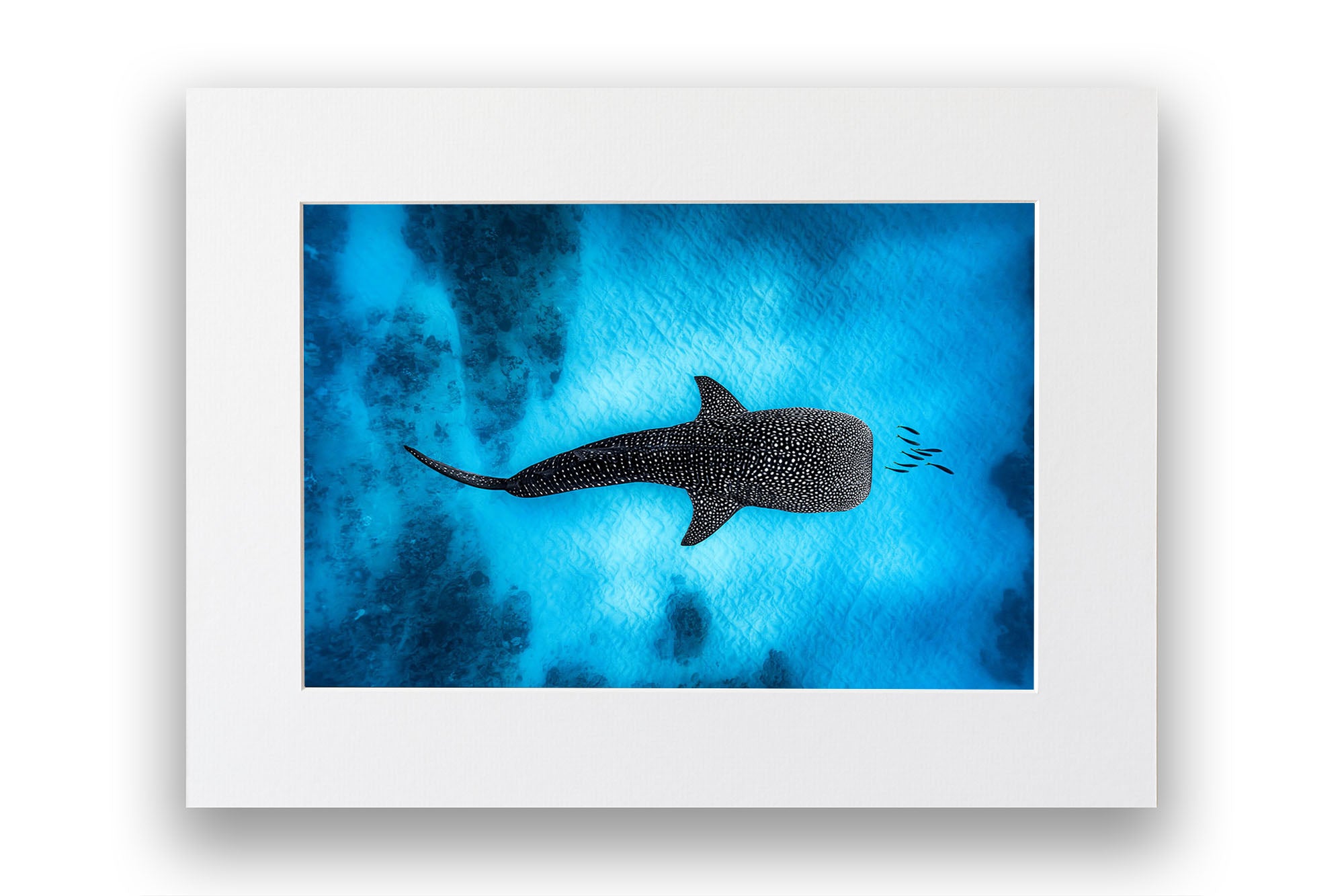 Landscape Whale Shark Dreams Ningaloo Reef