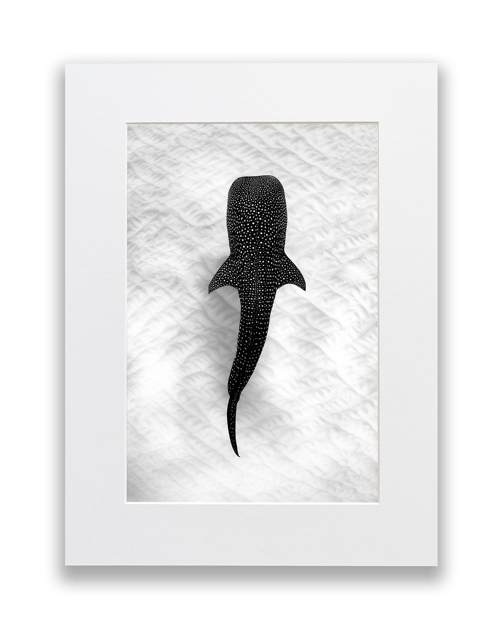 Whale Shark on the Sand Ningaloo Reef | Monochrome