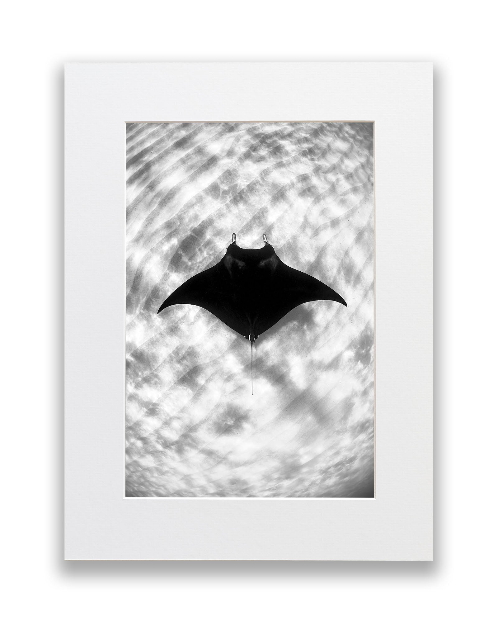 Manta Ray Vertical Monochrome | Ningaloo Reef