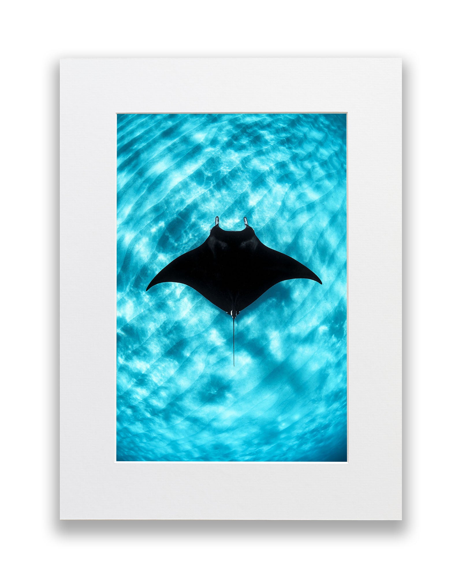 Manta Ray Vertical | Coral Bay Ningaloo Reef