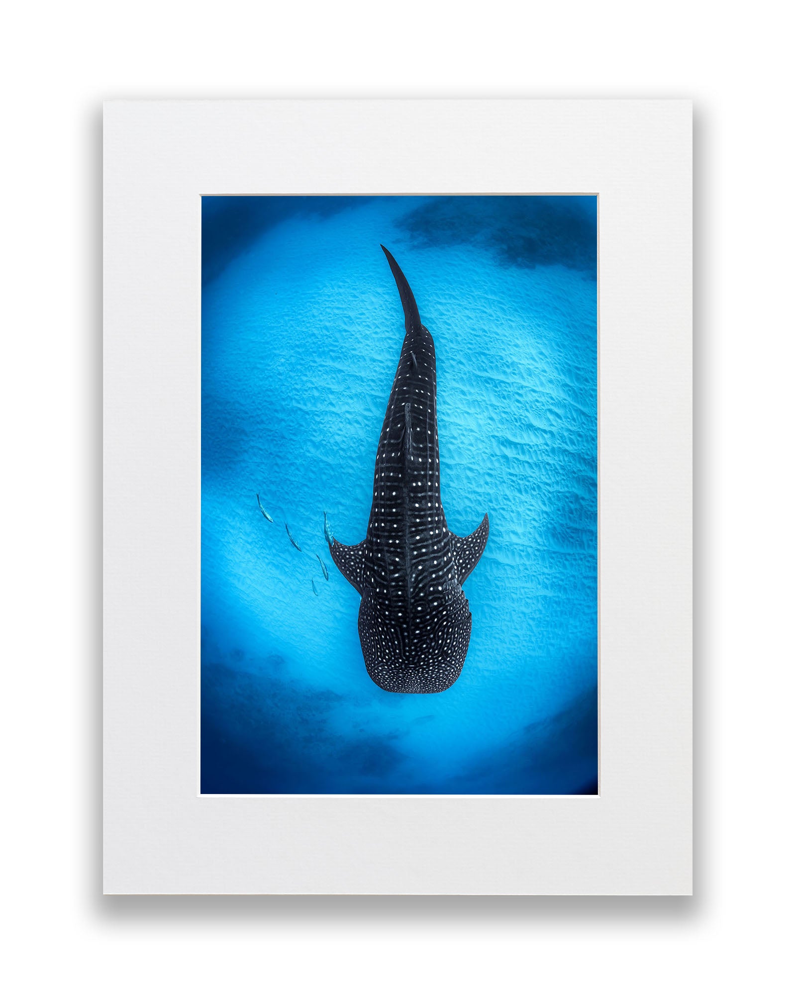 Ningaloo Reef Gentle Giants | Vertical