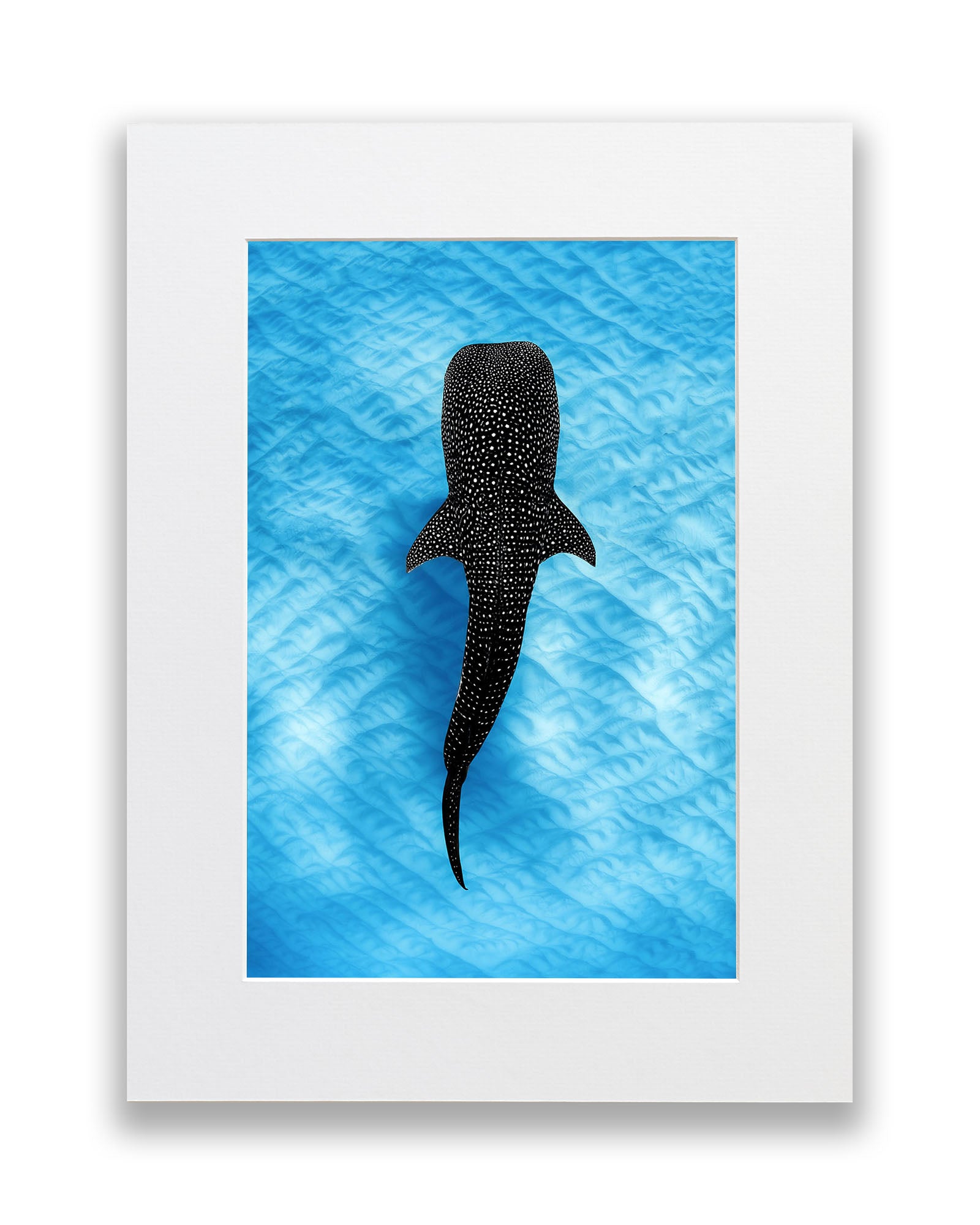 Whale Shark Blues | Ningaloo Reef