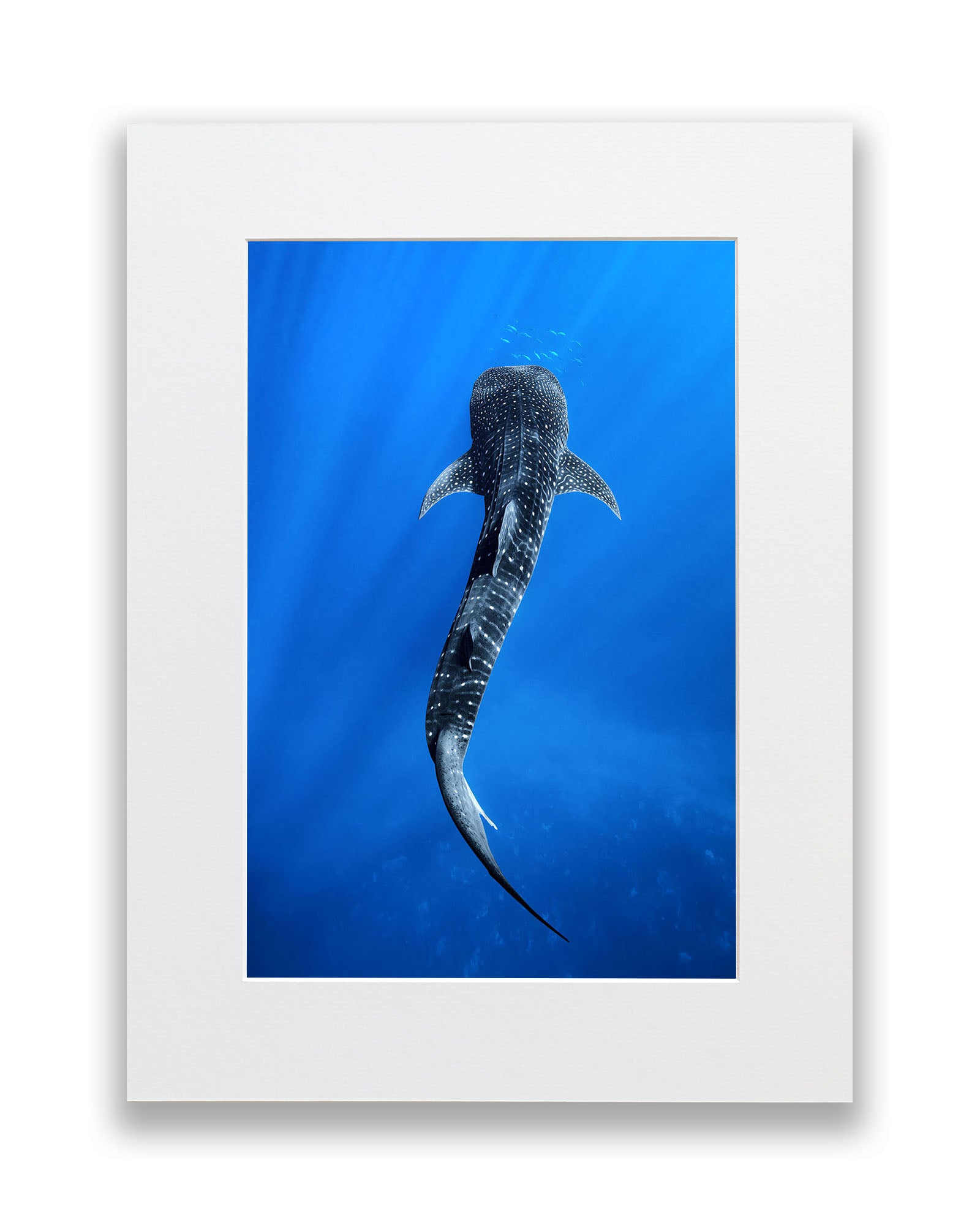 Into The Blue Whale Shark | Ningaloo Reef