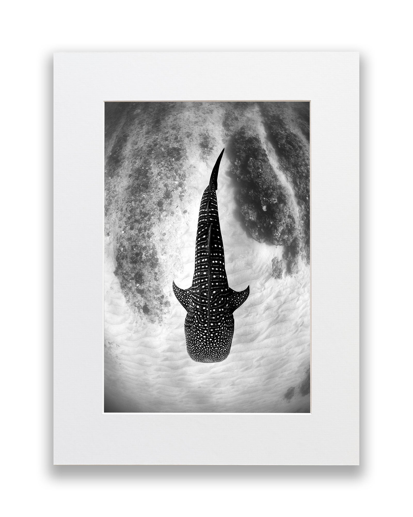 Whale Shark Glide Monochrome | Ningaloo Reef