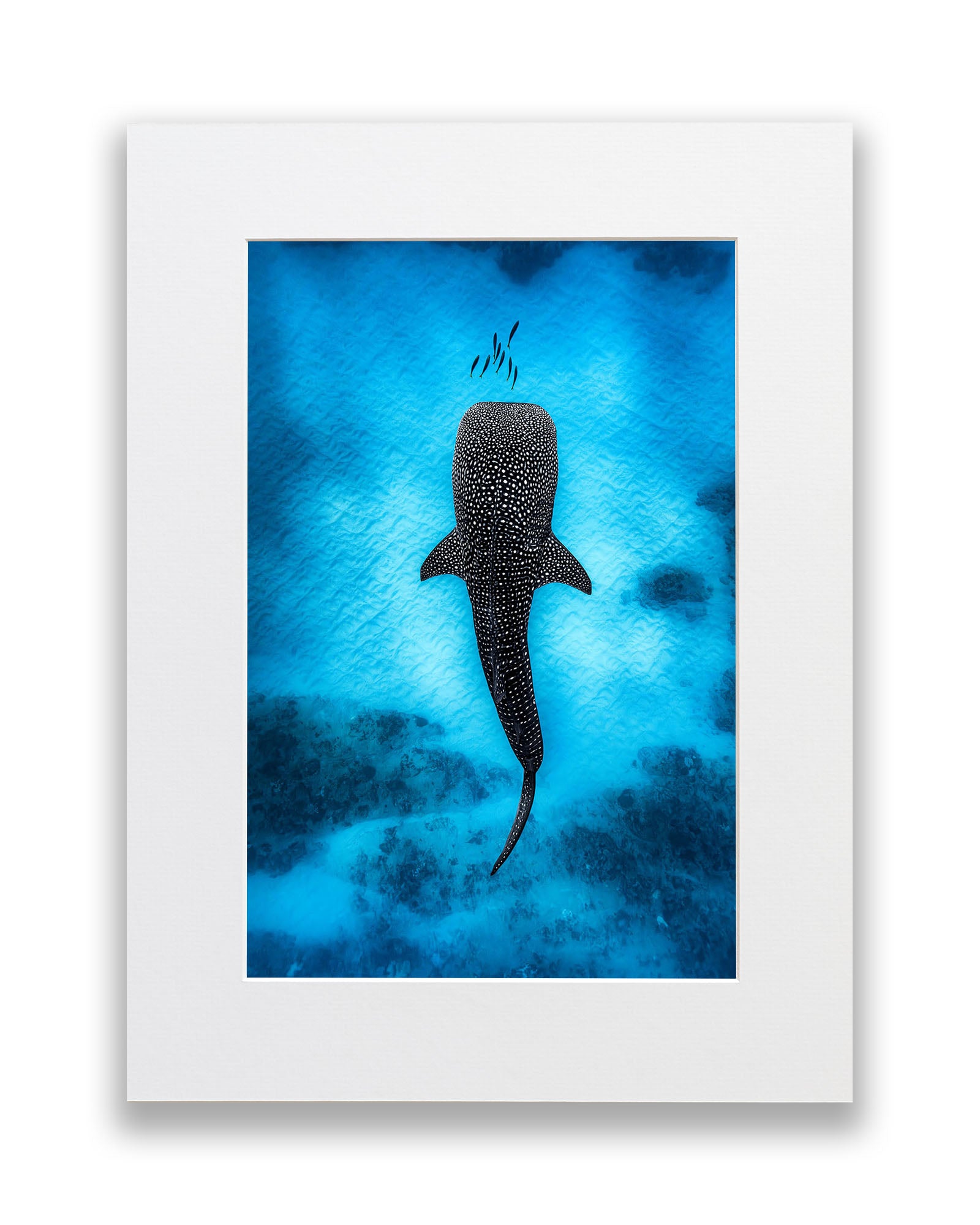 Whale Shark Dreams | Ningaloo Reef