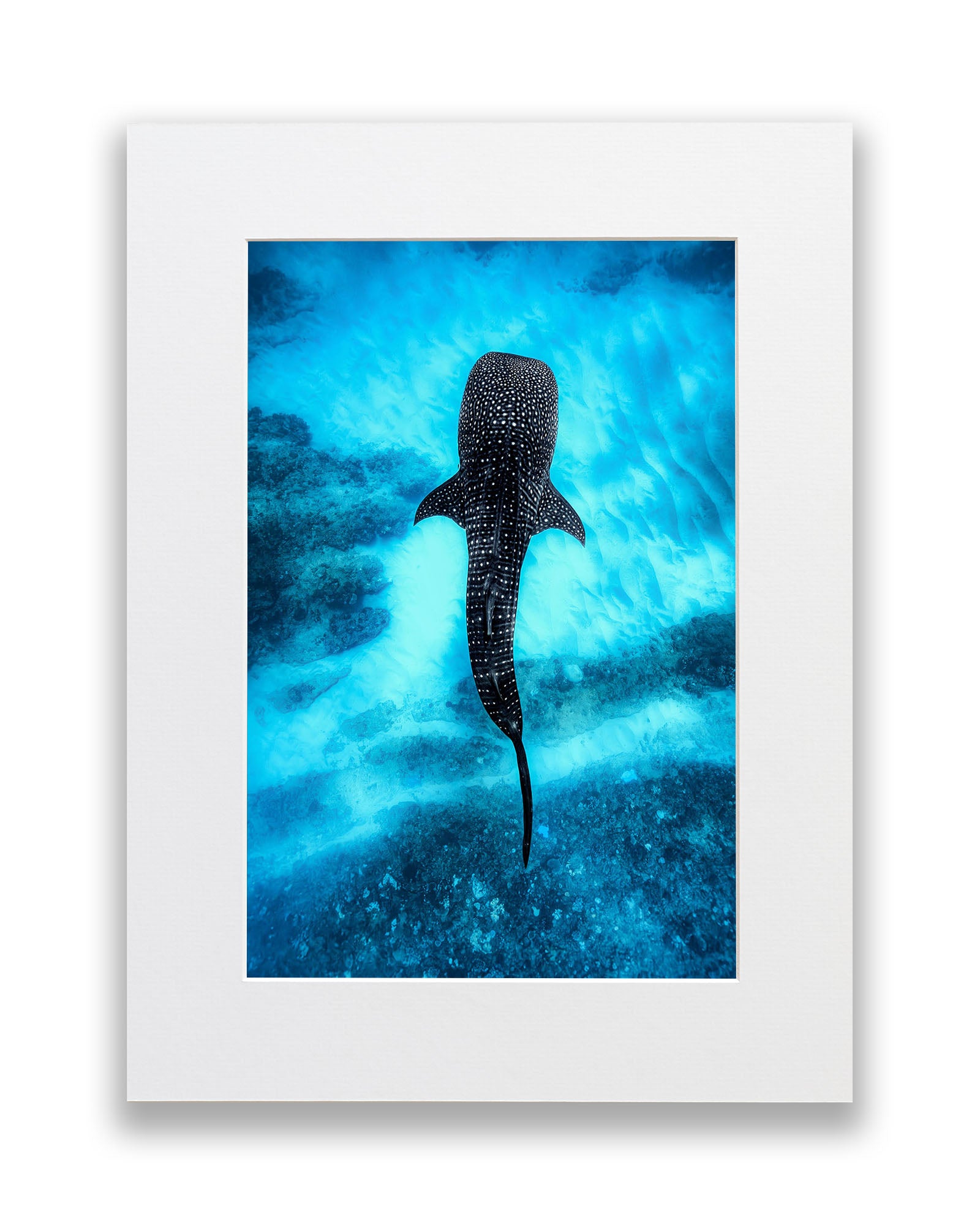 Whale Shark Over The Reef | Ningaloo Reef