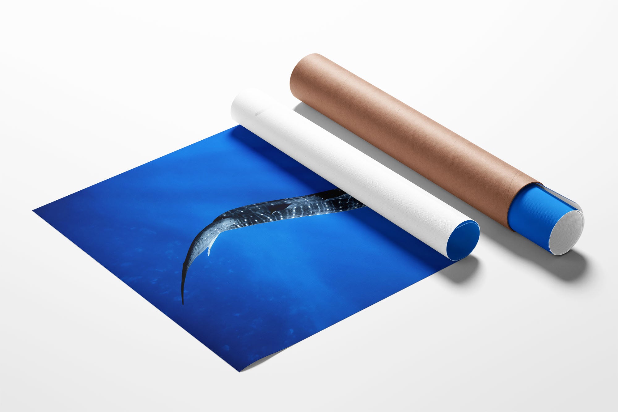 Into The Blue Whale Shark | Ningaloo Reef