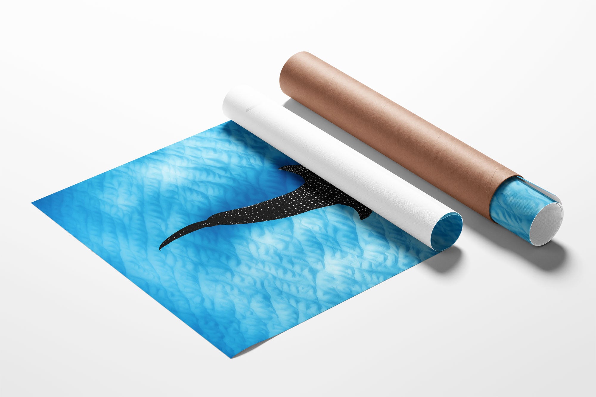 Whale Shark Blues | Ningaloo Reef