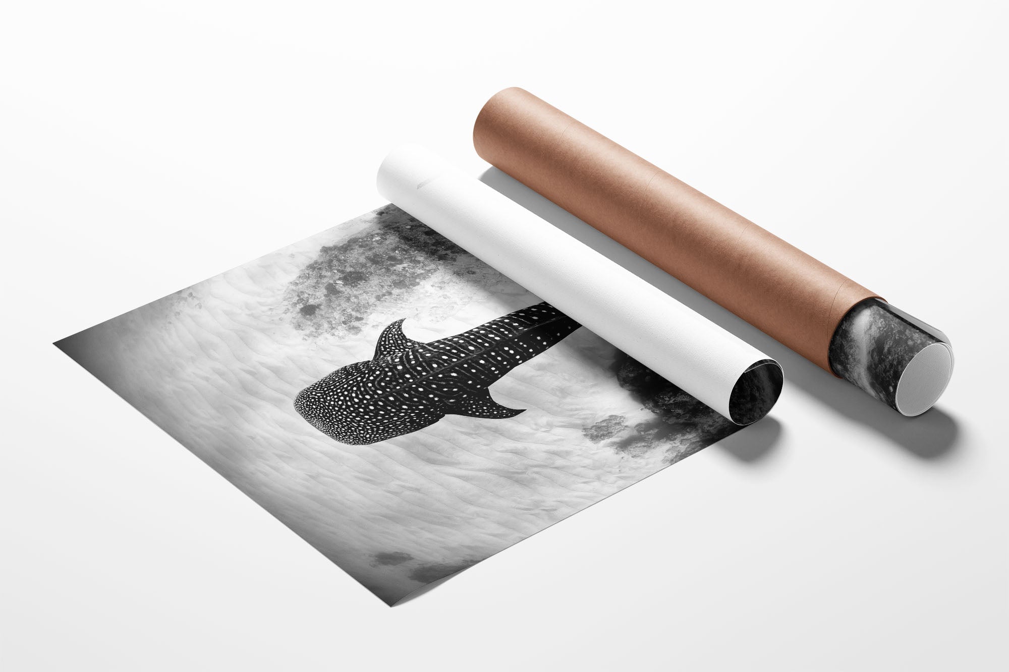 Whale Shark Glide Monochrome | Ningaloo Reef