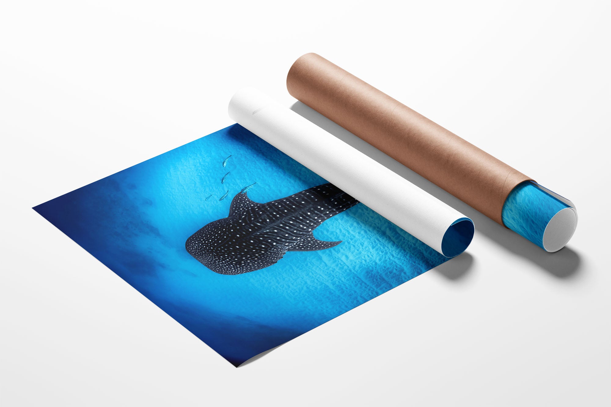 Ningaloo Reef Gentle Giants | Vertical