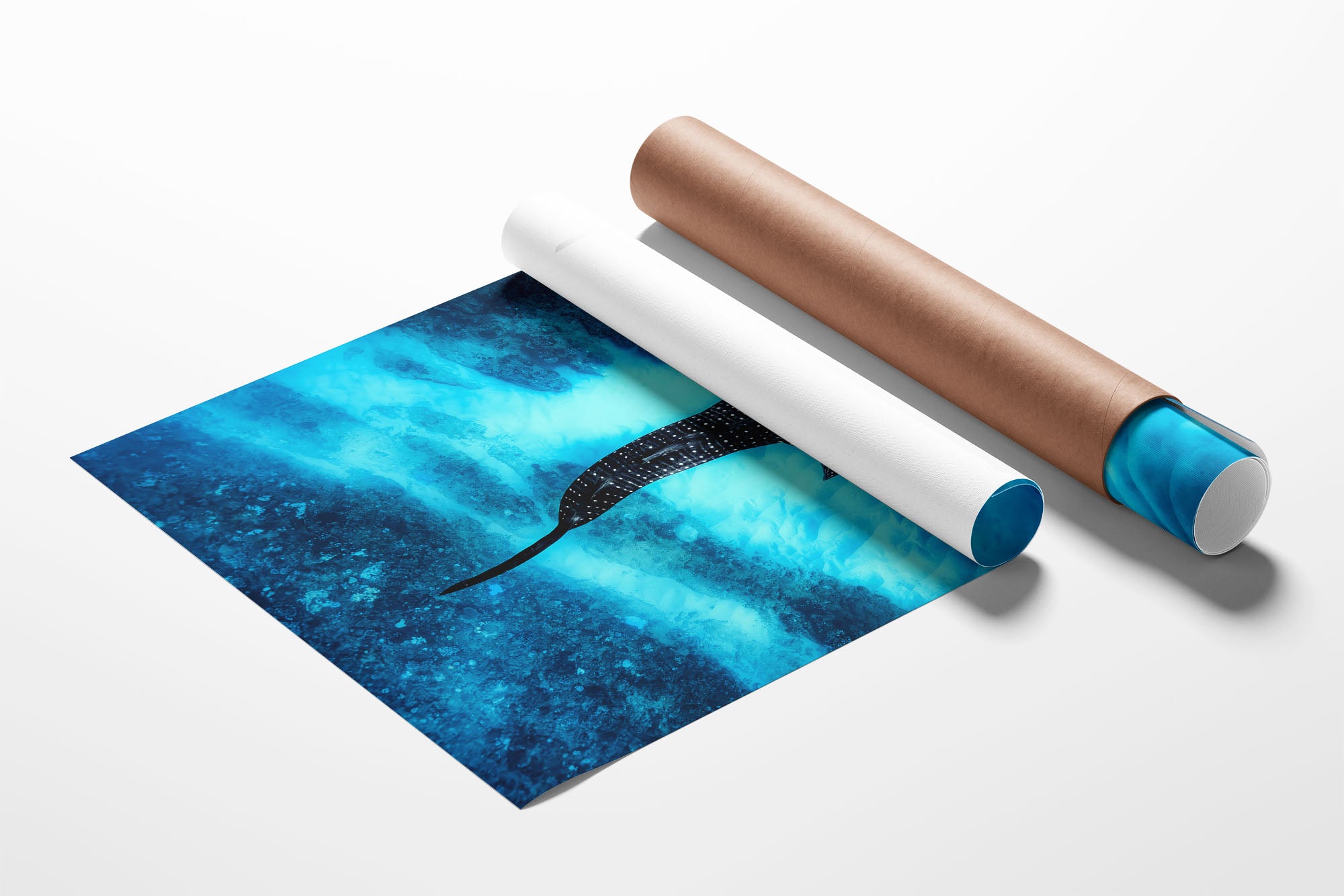 Whale Shark Over The Reef | Ningaloo Reef