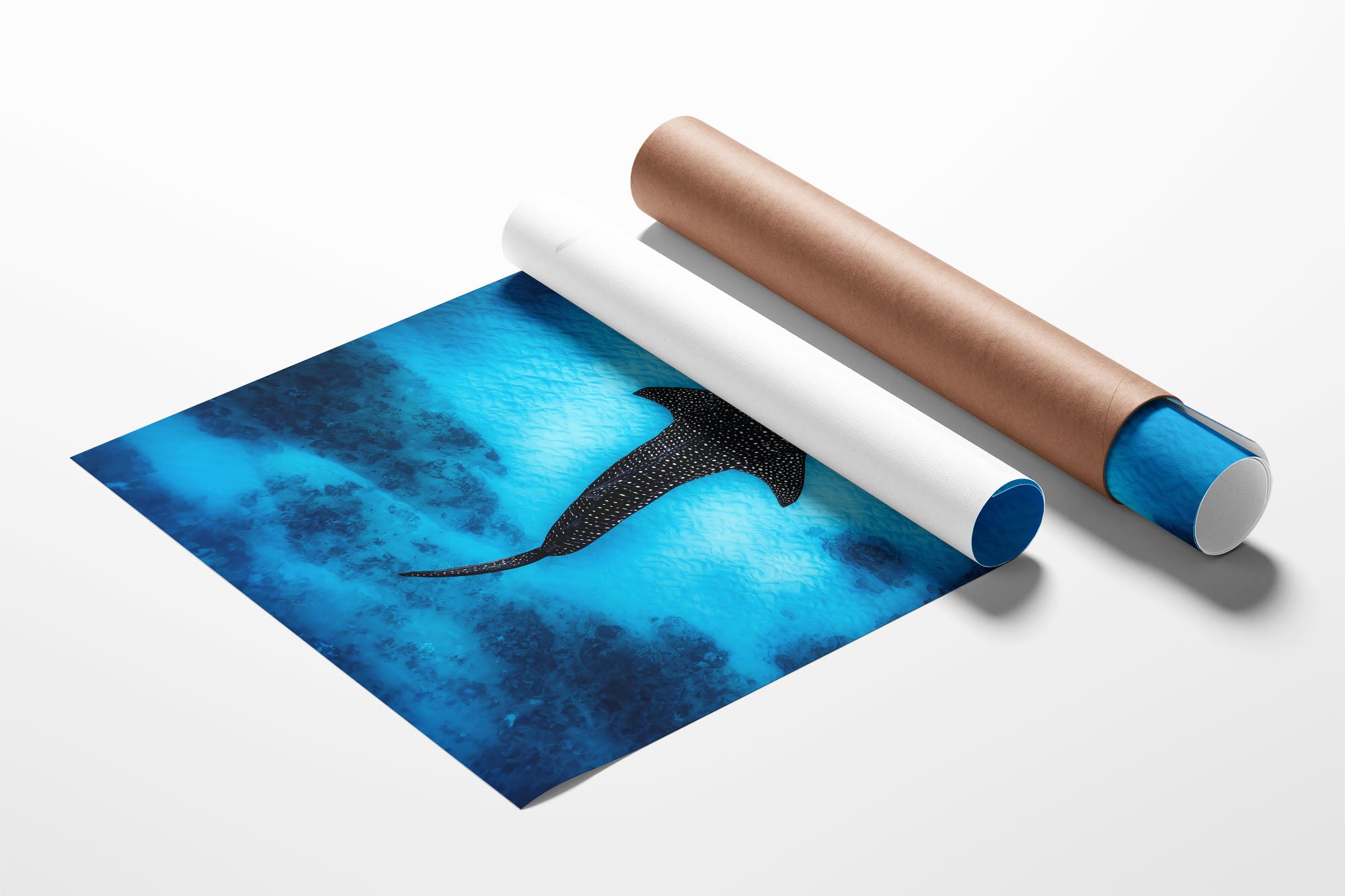 Whale Shark Dreams | Ningaloo Reef