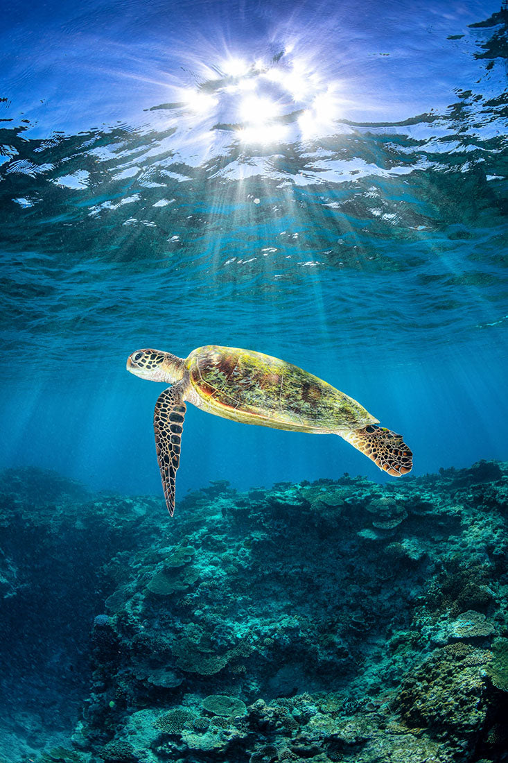 Rise to The Light Turtle | Vertical