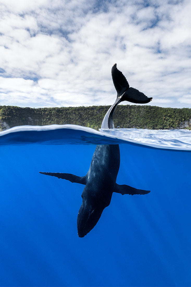 Tail Sailing Humpback Whale