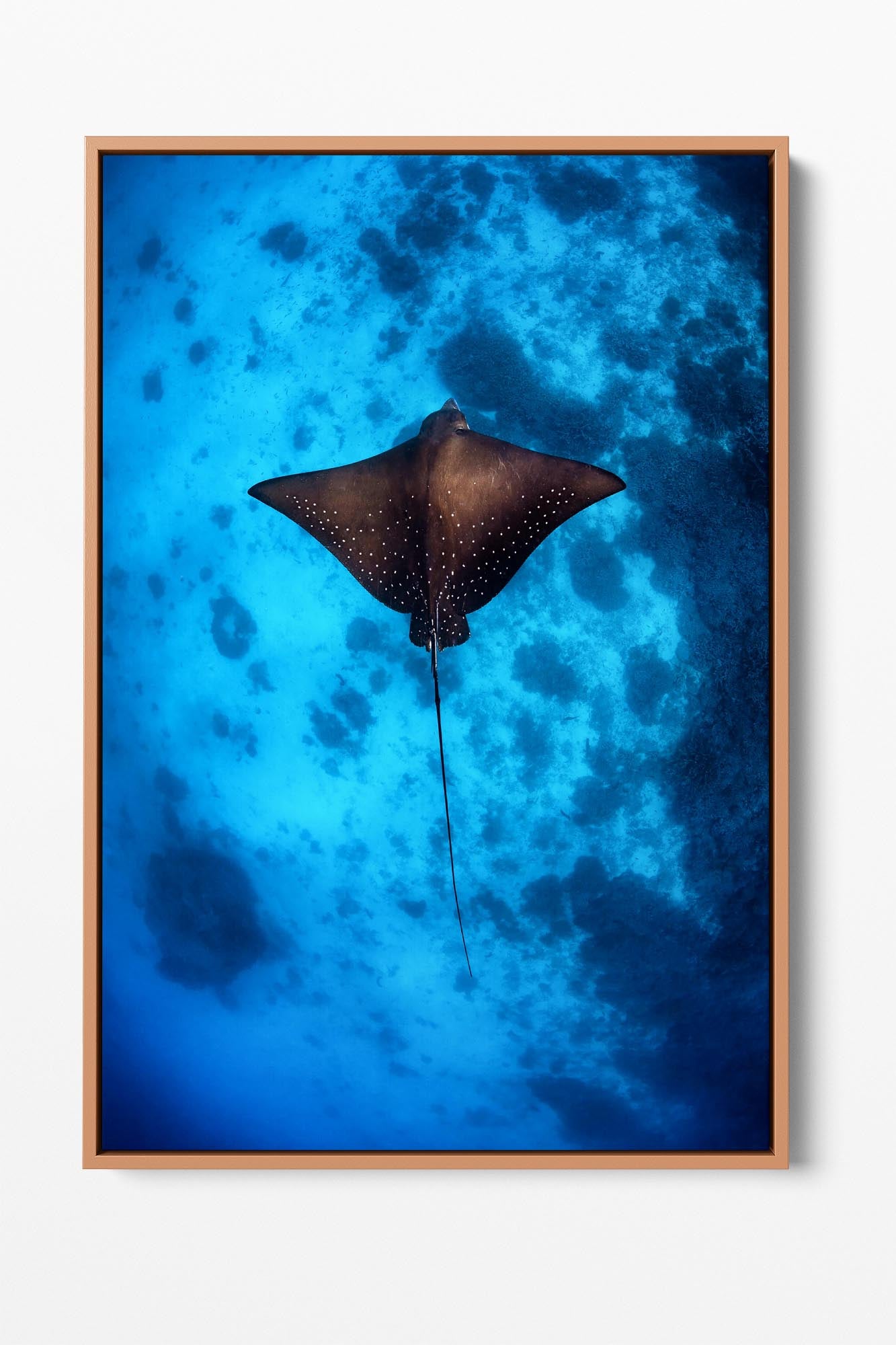 Eagle Ray | Great Barrier Reef | Vertical