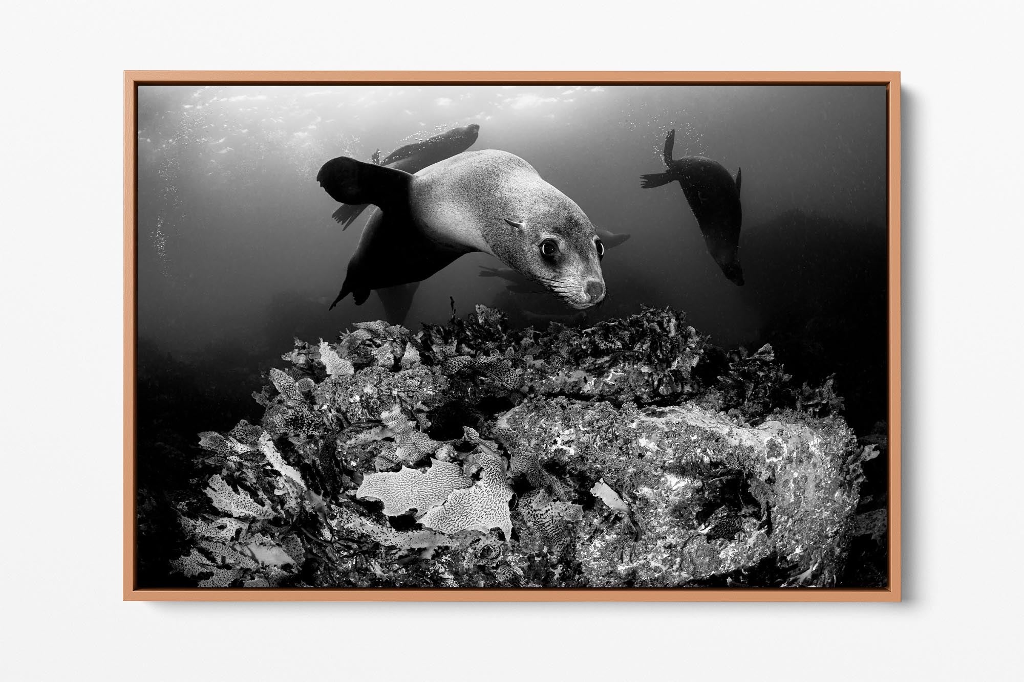 Friendly Fur Seals | Monochrome