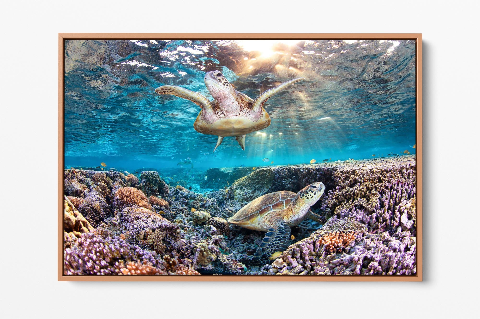 Golden Glow Turtles Great Barrier Reef