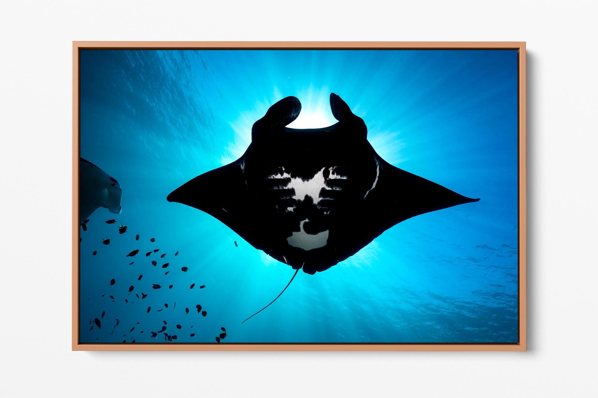 Manta Ray Eclipse Great Barrier Reef