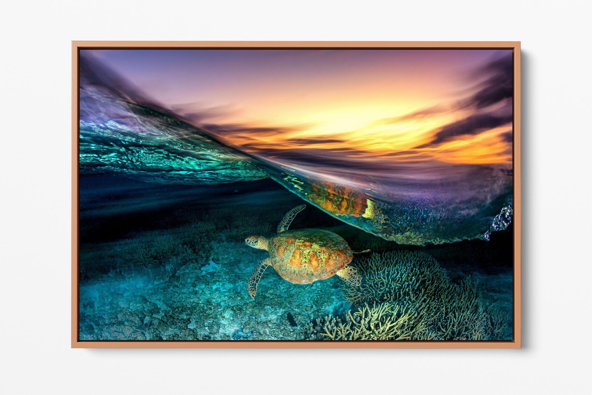 Turtle Blur | Great Barrier Reef