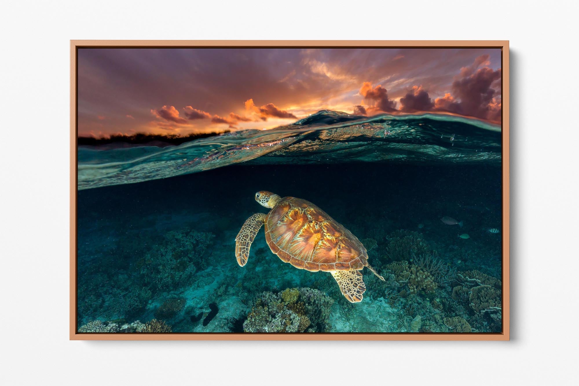 Turtle Sunset