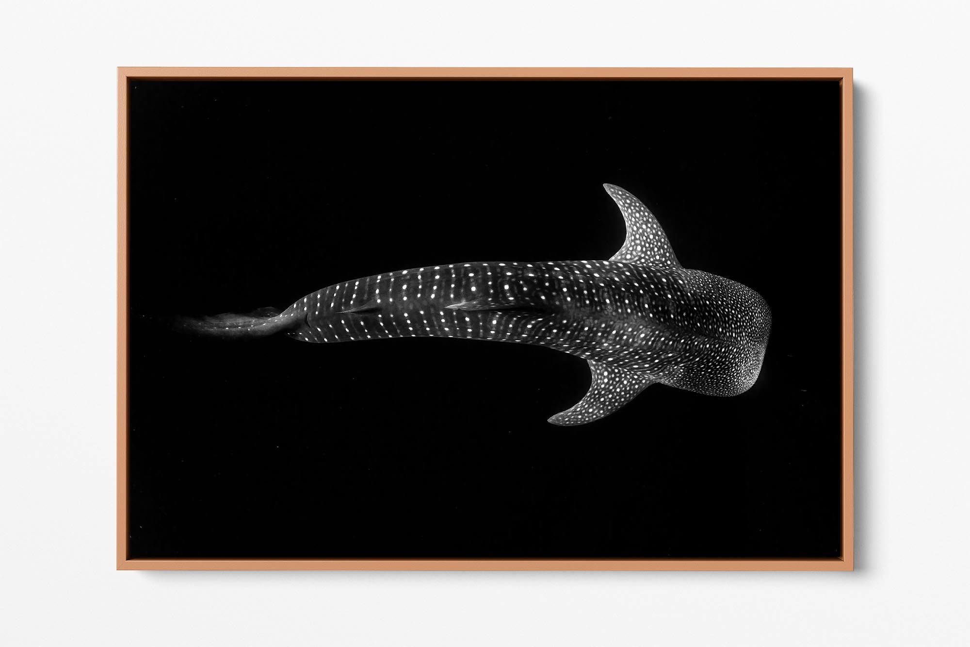 Whale Shark | Monochrome