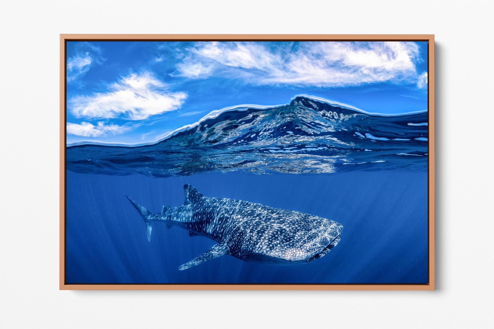 Whale Shark | Over Under