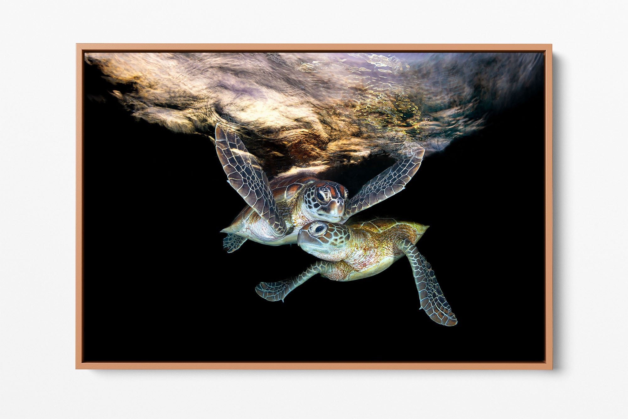 Double Trouble | Great Barrier Reef