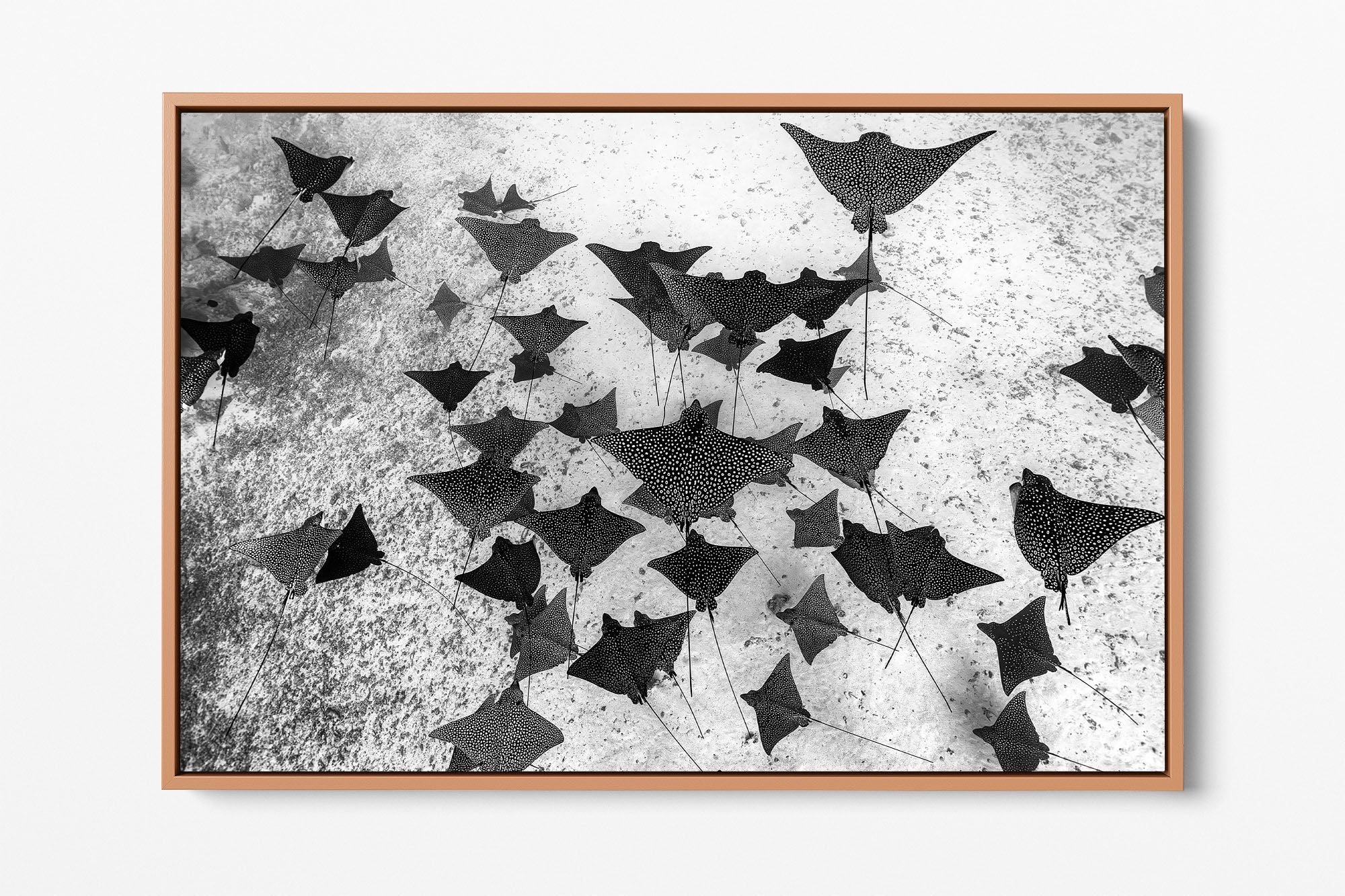 Spotted Eagle Ray Fever Monochrome