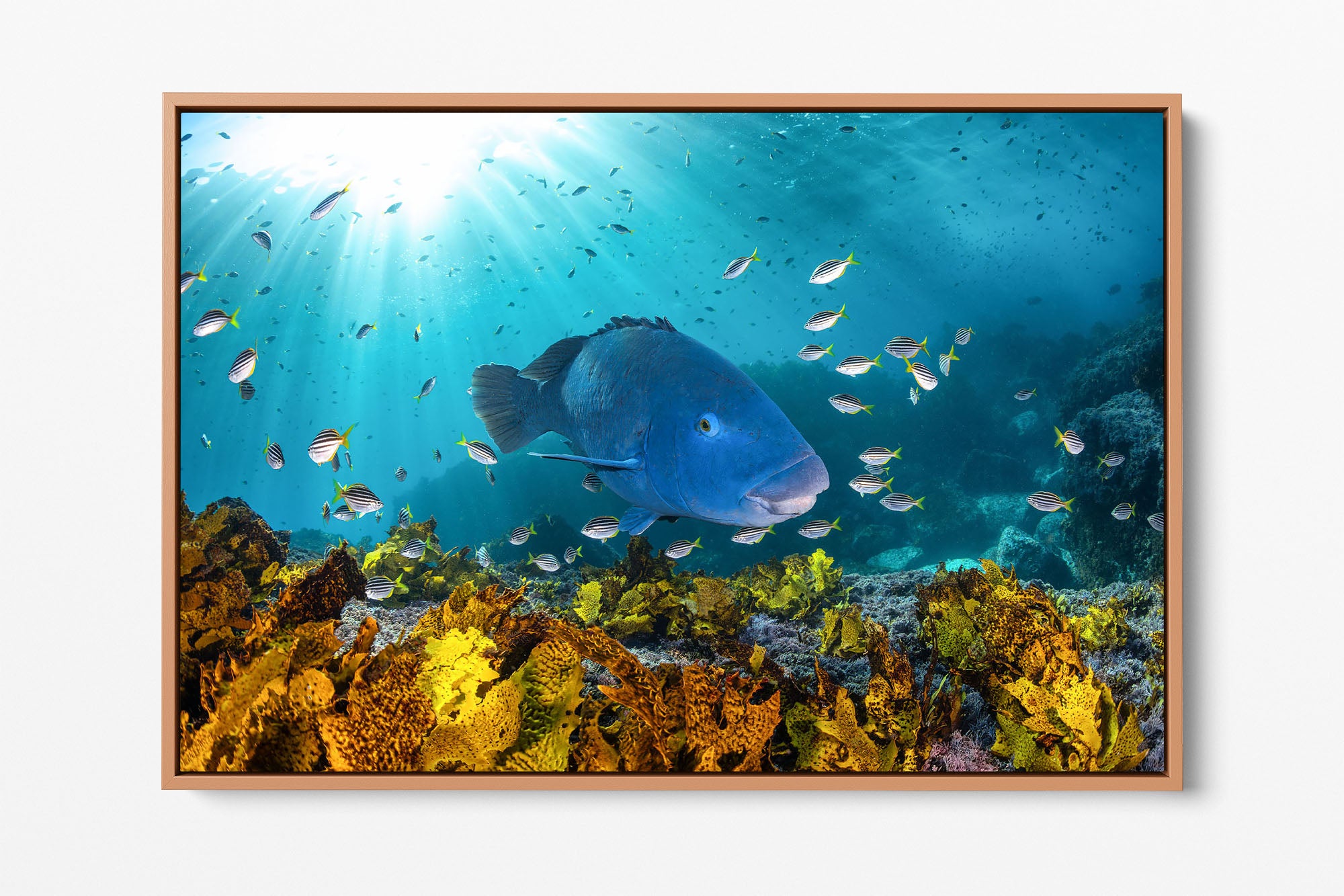 Blue Groper | Great Southern Reef | Jervis Bay