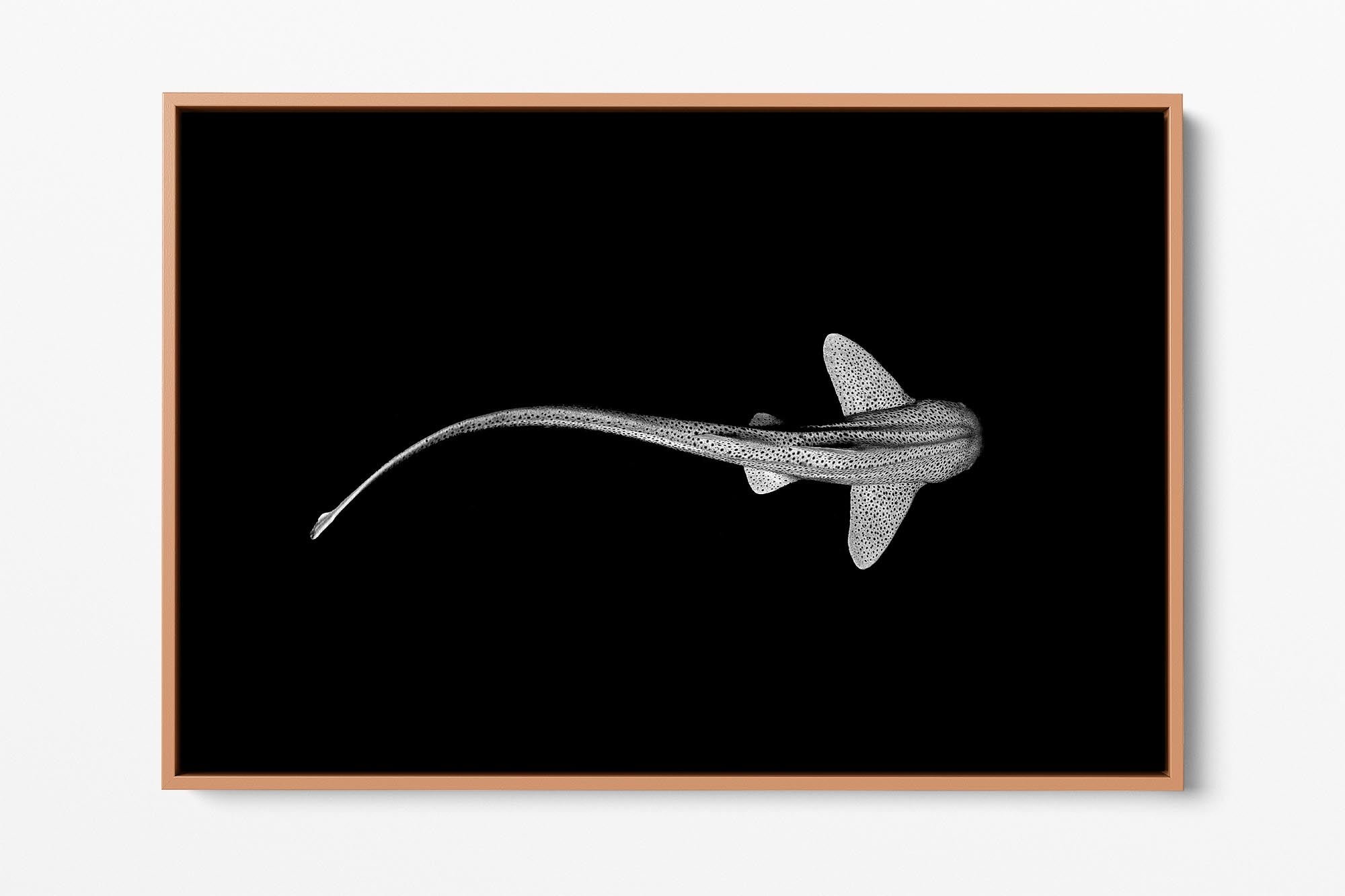 Leopard Shark Ningaloo Reef | Monochrome