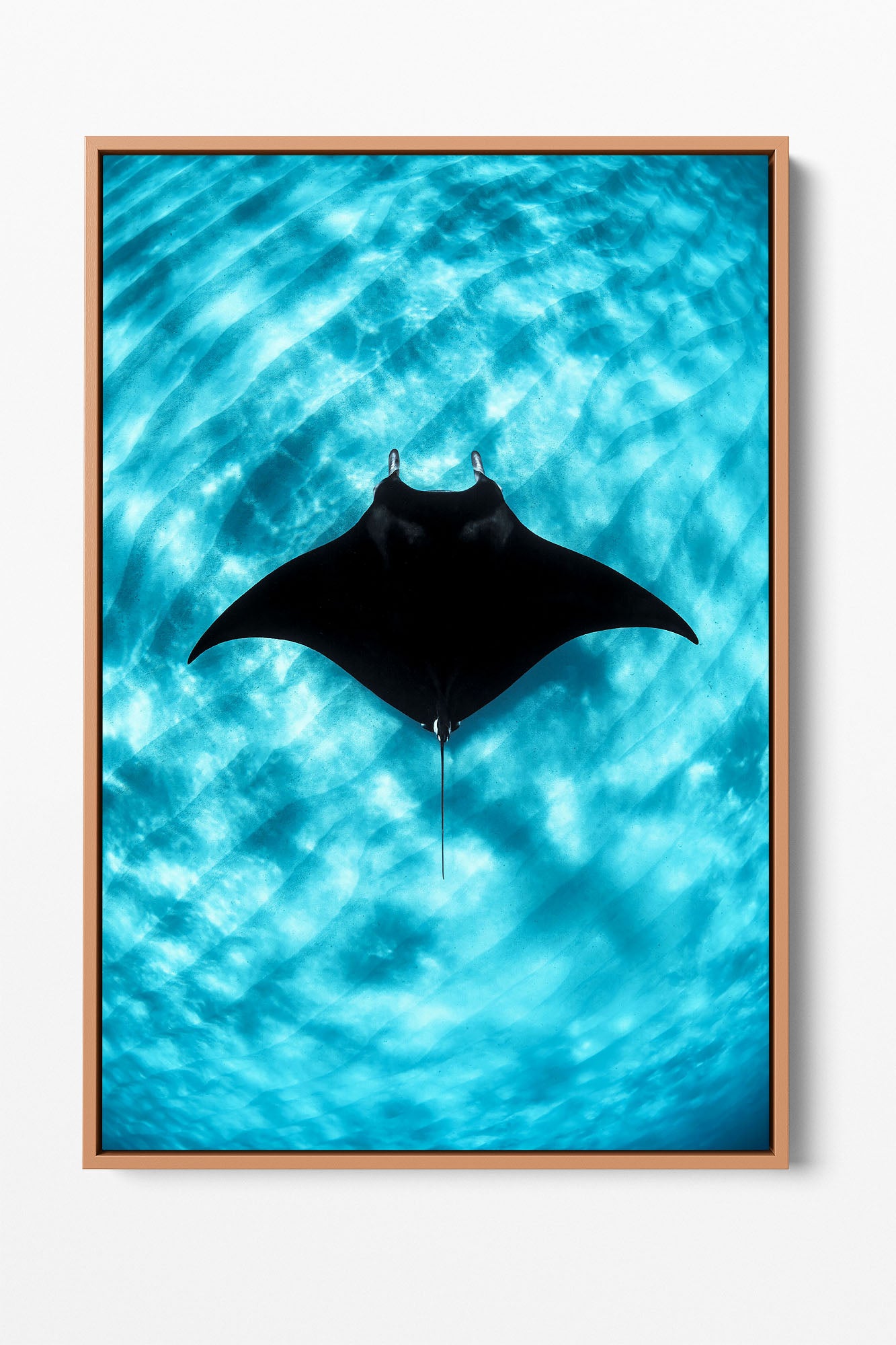 Manta Ray Vertical | Coral Bay Ningaloo Reef