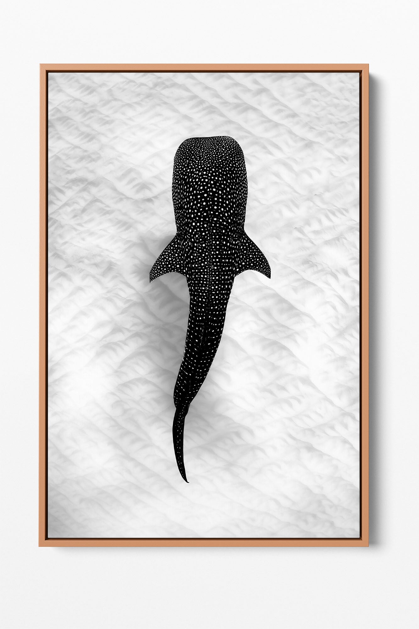 Whale Shark on the Sand Ningaloo Reef | Monochrome