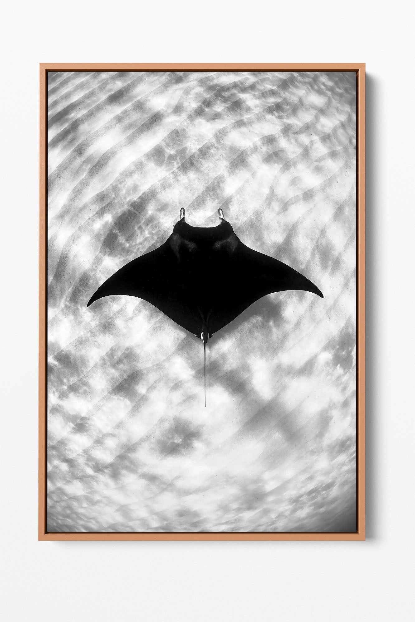 Manta Ray Vertical Monochrome | Ningaloo Reef