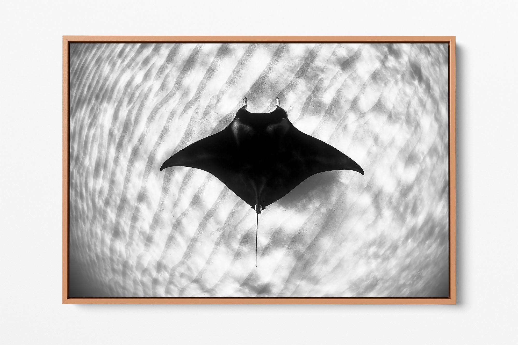 Manta Ray Coral Bay Ningaloo Reef | Monochrome