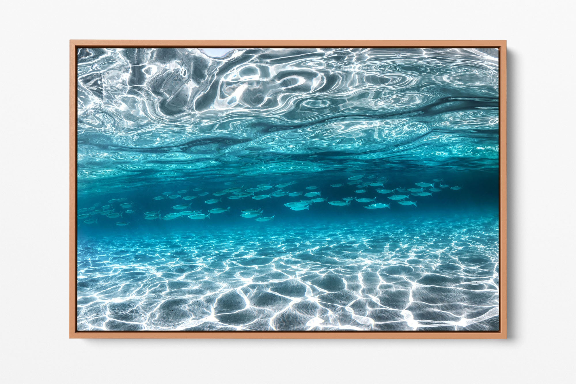 School of Fish Clarity | Jervis Bay