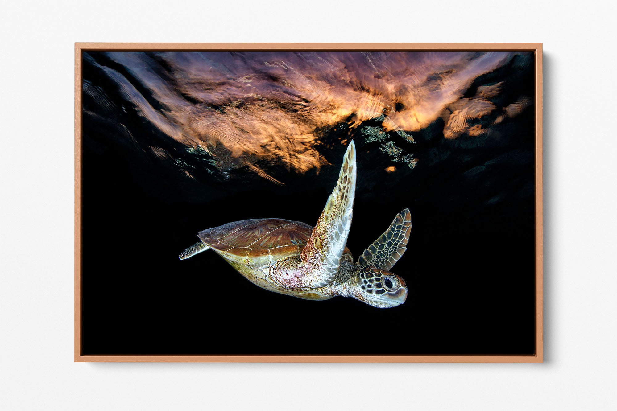 Turtle Sunset Tranquility | Great Barrier Reef