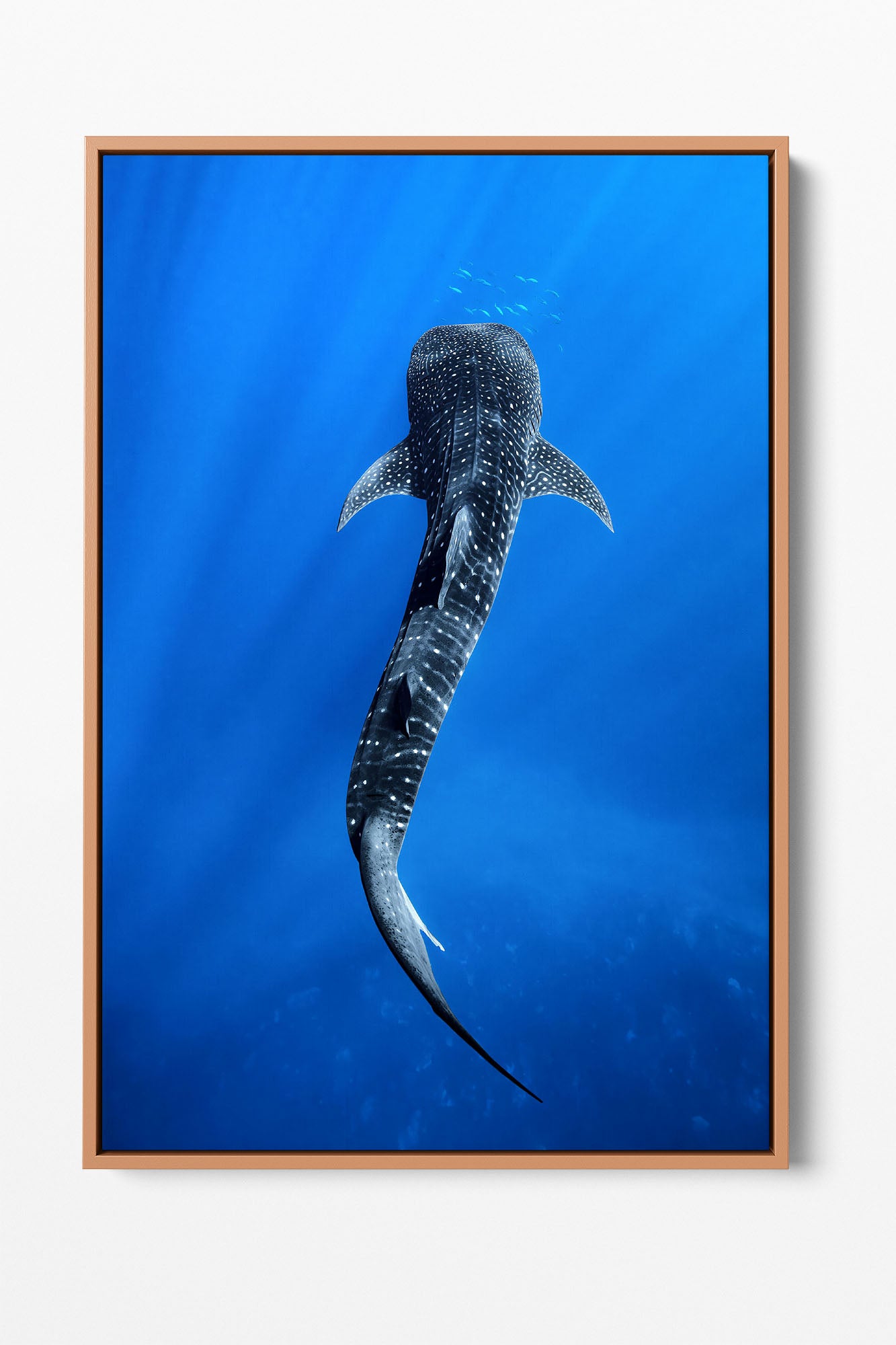 Into The Blue Whale Shark | Ningaloo Reef