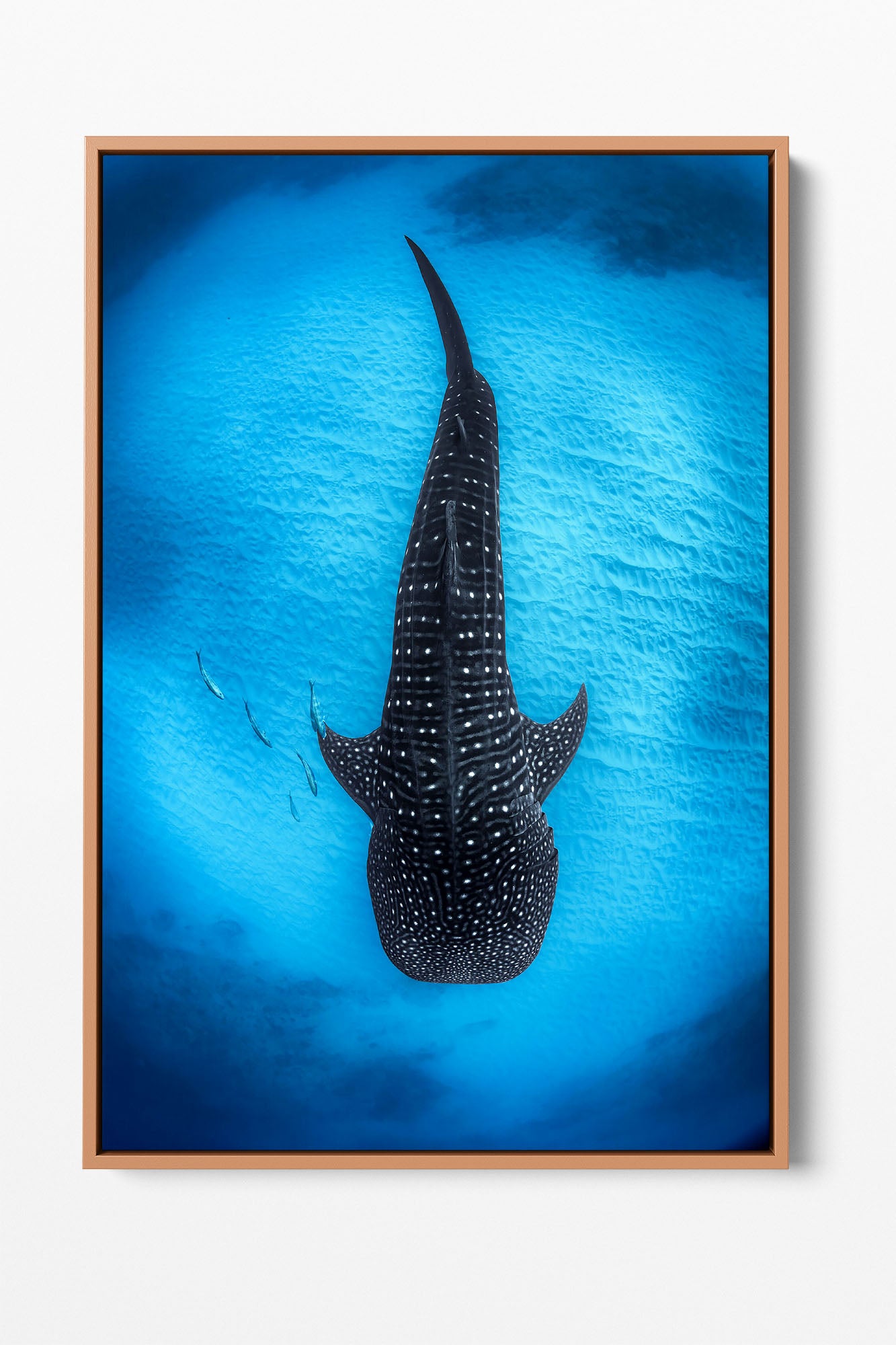 Ningaloo Reef Gentle Giants | Vertical