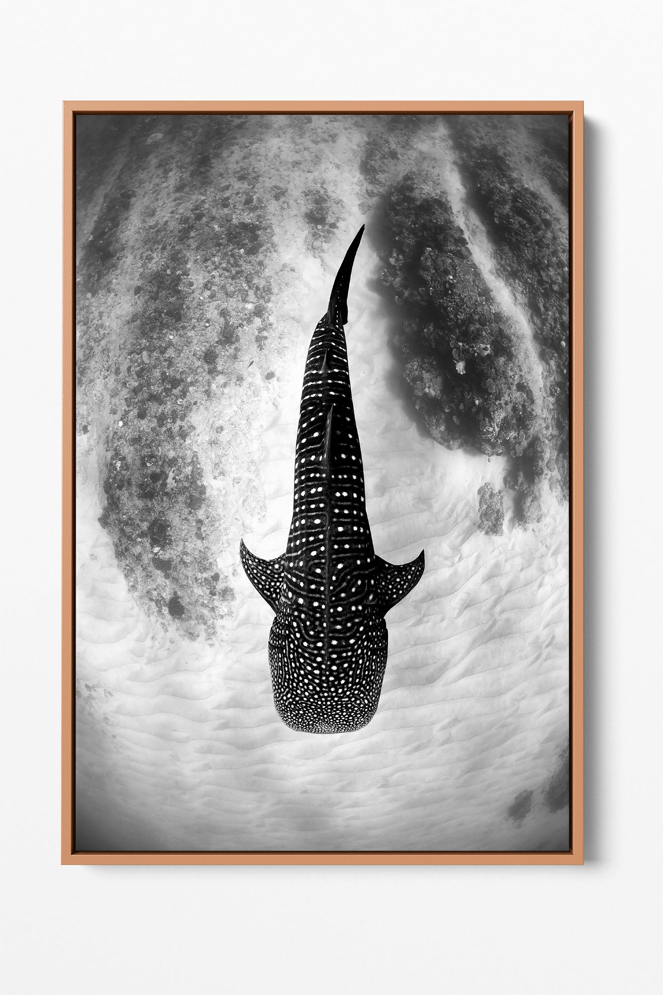 Whale Shark Glide Monochrome | Ningaloo Reef