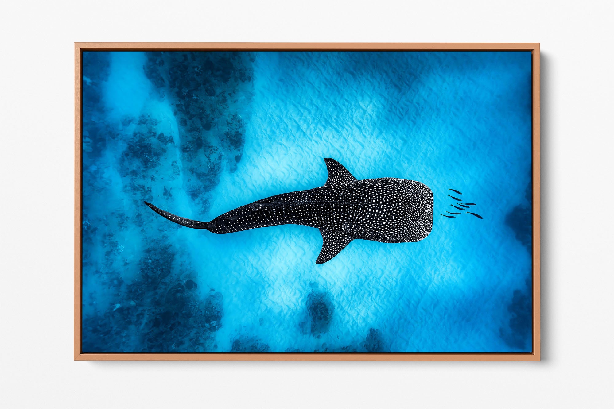 Landscape Whale Shark Dreams Ningaloo Reef