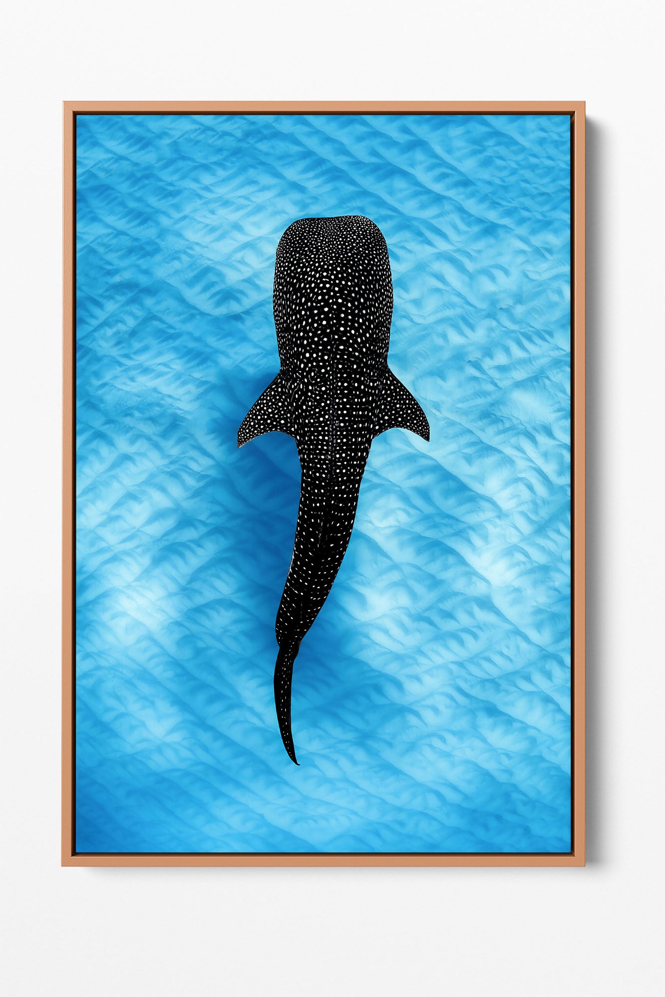 Whale Shark Blues | Ningaloo Reef