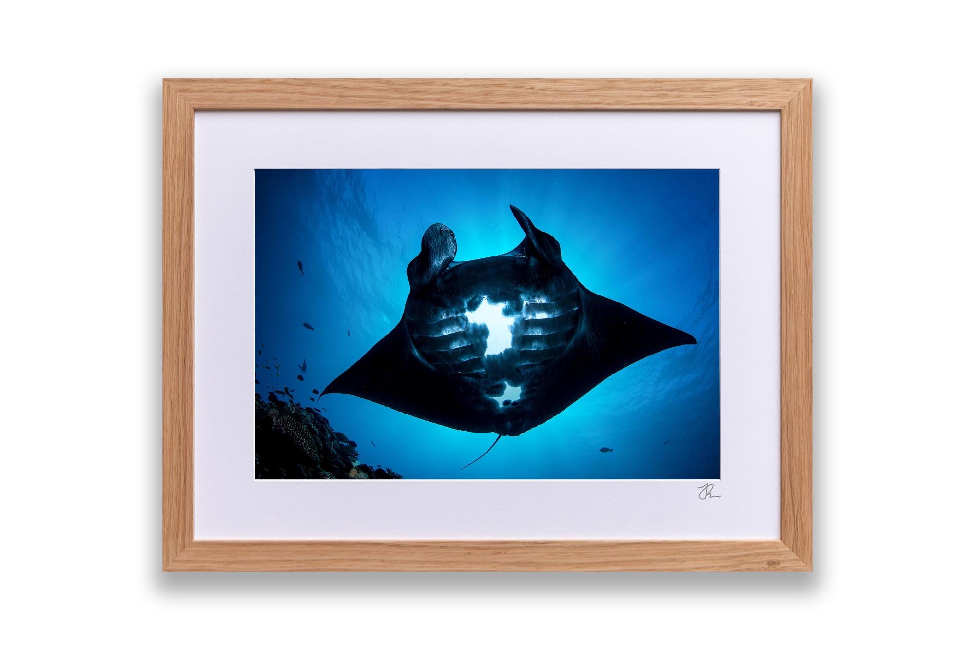 Majestic Manta Ray | Great Barrier Reef