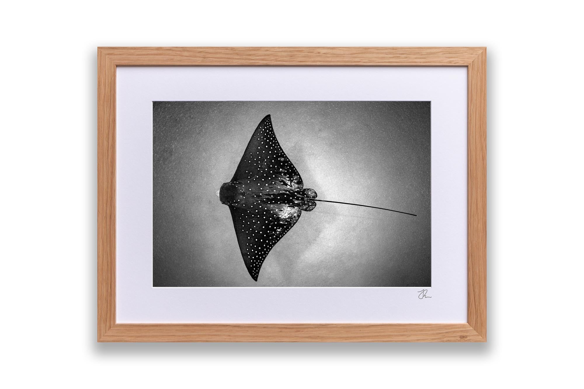 White Spotted Eagle Ray | Monochrome