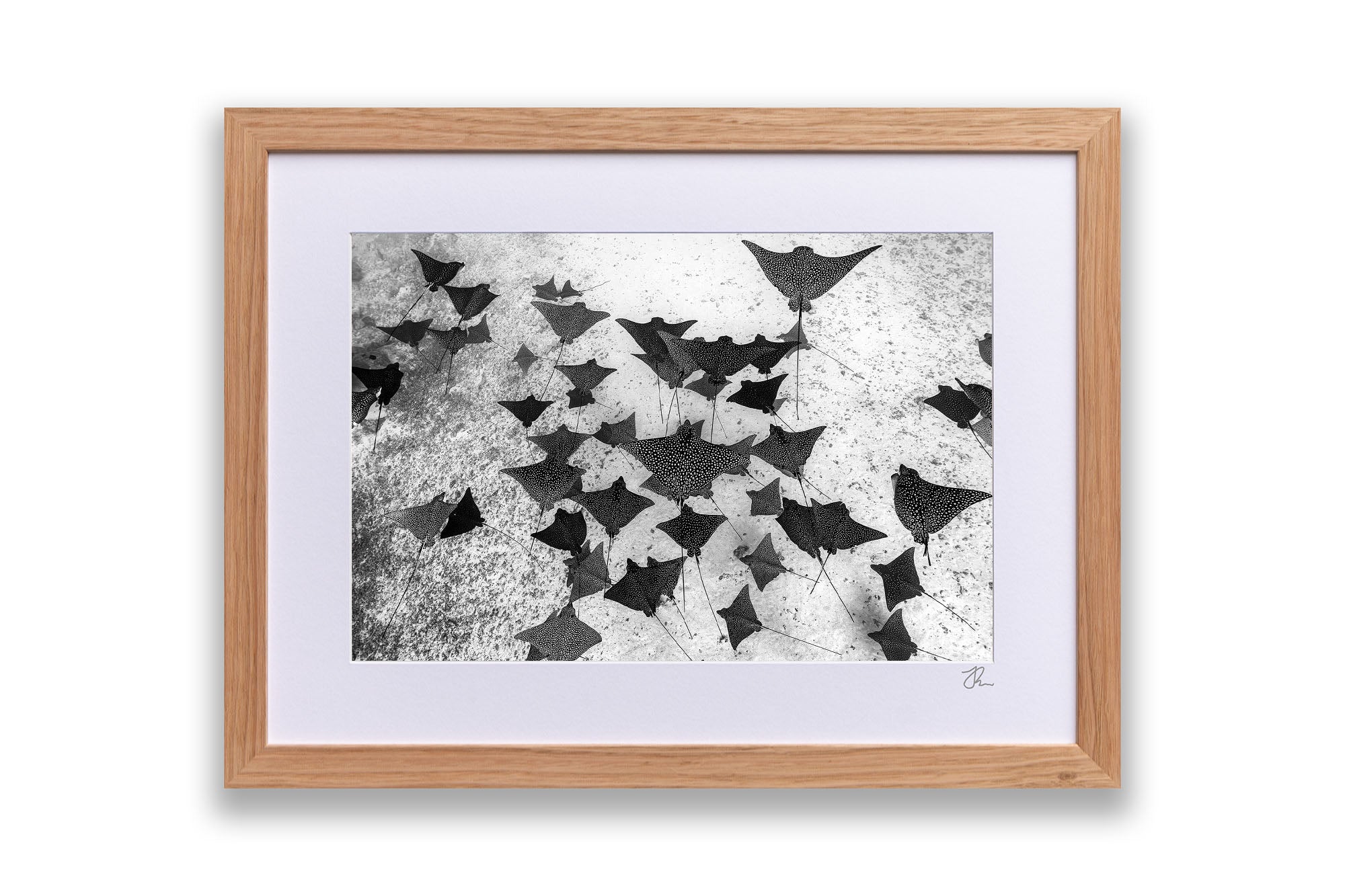 Spotted Eagle Ray Fever Monochrome
